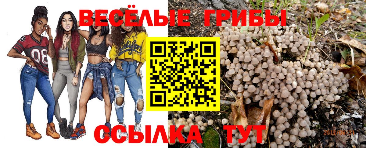 Галлюциногенные грибы Psilocybine cubensis  Вход с VPN  Псилоцибиновые грибы прущие грибы  Карталы 